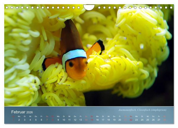 Produktbild: Riffbewohner - Bunte Fische, Anemonen und noch viel mehr (Wandkalender 2026 DIN A4 quer), CALVENDO Monatskalender