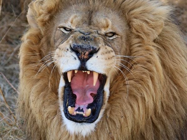 Produktbild: CALVENDO Puzzle Ein Motiv aus dem Kalender LION KING SELFIES L&ouml;wen hautnah | 1000 Teile Lege-Gr&ouml;&szlig;e 64x48cm Foto-Puzzle f&uuml;r gl&uuml;ckliche Stunden