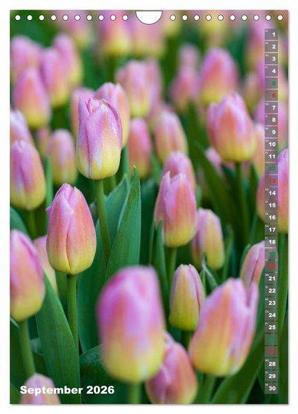 Produktbild: Tulpen - die Fr&uuml;hlingsblume (Wandkalender 2026 DIN A4 hoch), CALVENDO Monatskalender