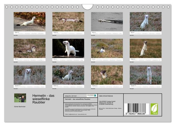 Produktbild: Hermelin - das wieselflinke Raubtier (Wandkalender 2026 DIN A4 quer), CALVENDO Monatskalender
