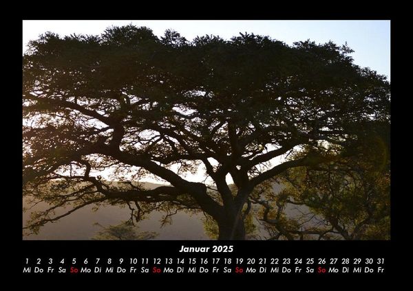 Produktbild: B&auml;ume 2025 Fotokalender DIN A3