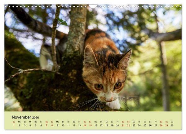 Produktbild: Junge Katzen im Wald (Wandkalender 2026 DIN A3 quer), CALVENDO Monatskalender