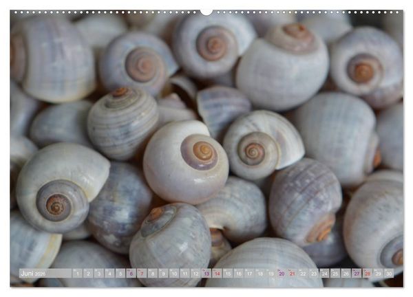 Produktbild: H&auml;user der Meere: Muscheln - Seeigel - Schnecken (hochwertiger Premium Wandkalender 2026 DIN A2 quer), Kunstdruck in Hochglanz
