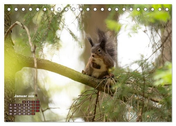 Produktbild: Das Eurasische Eichh&ouml;rnchen - Kunterbuntes Waldtreiben (Tischkalender 2026 DIN A5 quer), CALVENDO Monatskalender