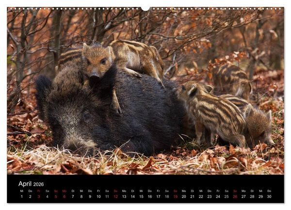 Produktbild: Wilde Wutzen. Das heimische Wildschwein (hochwertiger Premium Wandkalender 2026 DIN A2 quer), Kunstdruck in Hochglanz