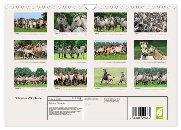 Produktbild: D&uuml;lmener Wildpferde (Wandkalender 2026 DIN A4 quer), CALVENDO Monatskalender