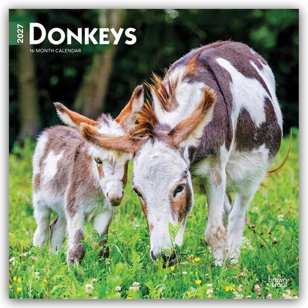 Produktbild: Donkeys &ndash; Esel 2027 &ndash; 16-Monatskalender