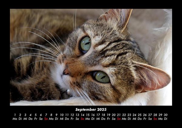 Produktbild: F&uuml;r Katzenfreunde 2025 Fotokalender DIN A3