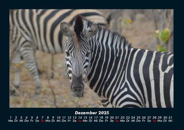 Produktbild: Zebrazauber 2025 Fotokalender DIN A4