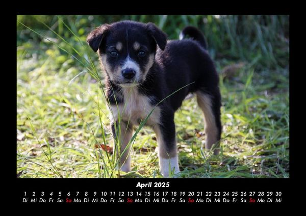 Produktbild: Welpen 2025 Fotokalender DIN A3