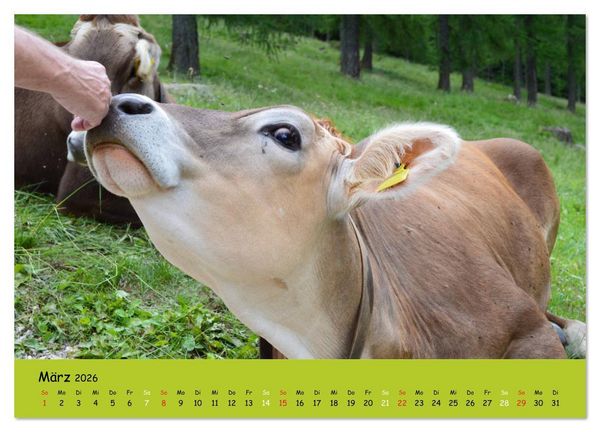 Produktbild: K&uuml;he - Sch&ouml;nheiten der Alpen (hochwertiger Premium Wandkalender 2026 DIN A2 quer), Kunstdruck in Hochglanz