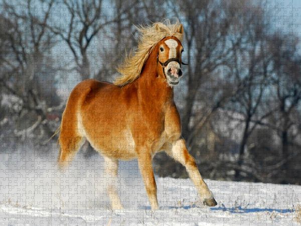 Produktbild: CALVENDO Puzzle Haflinger im Schnee | 1000 Teile Lege-Gr&ouml;&szlig;e 64x48cm Foto-Puzzle f&uuml;r gl&uuml;ckliche Stunden