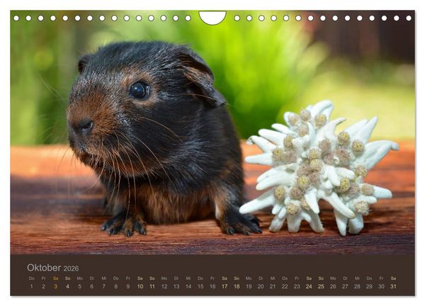 Produktbild: Meerschweinchen Portraits (Wandkalender 2026 DIN A4 quer), CALVENDO Monatskalender
