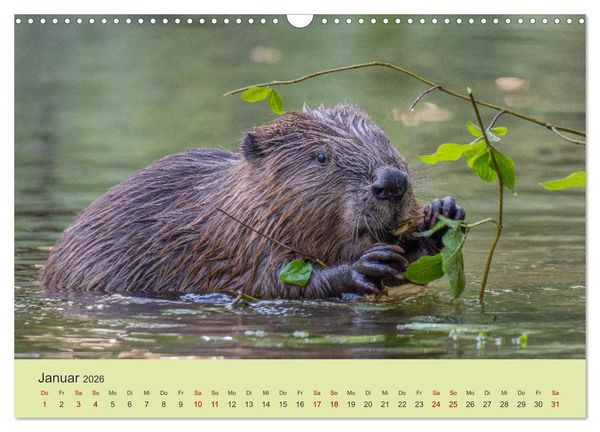 Produktbild: Faszination Biber (Wandkalender 2026 DIN A3 quer), CALVENDO Monatskalender