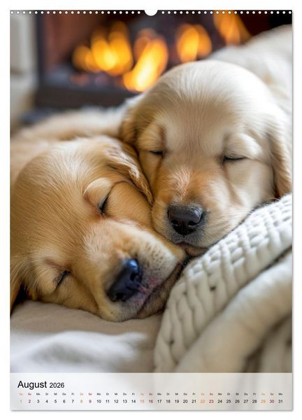 Produktbild: Golden Retriever - ein Hund f&uuml;r die Familie (Wandkalender 2026 DIN A2 hoch), CALVENDO Monatskalender
