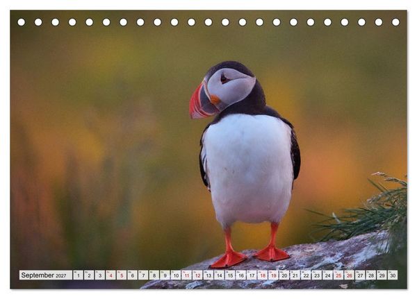 Produktbild: Papageitaucher - charmante Clowns (Tischkalender 2027 DIN A5 quer), CALVENDO Monatskalender