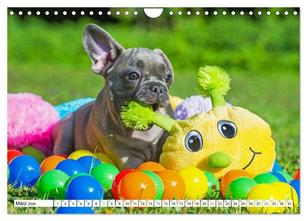 Produktbild: Kleiner Kobold Franz&ouml;sische Bulldogge (Wandkalender 2026 DIN A4 quer), CALVENDO Monatskalender