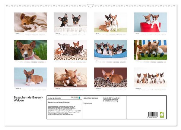 Produktbild: Bezaubernde Basenji-Welpen (Wandkalender 2026 DIN A2 quer), CALVENDO Monatskalender