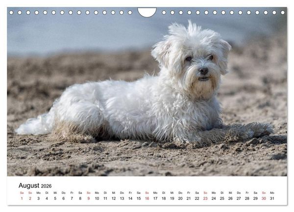 Produktbild: Moritz, der freche Malteser (Wandkalender 2026 DIN A4 quer), CALVENDO Monatskalender
