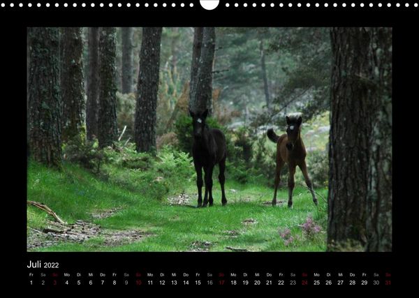 Produktbild: Garranos (Wandkalender 2022 DIN A3 quer)