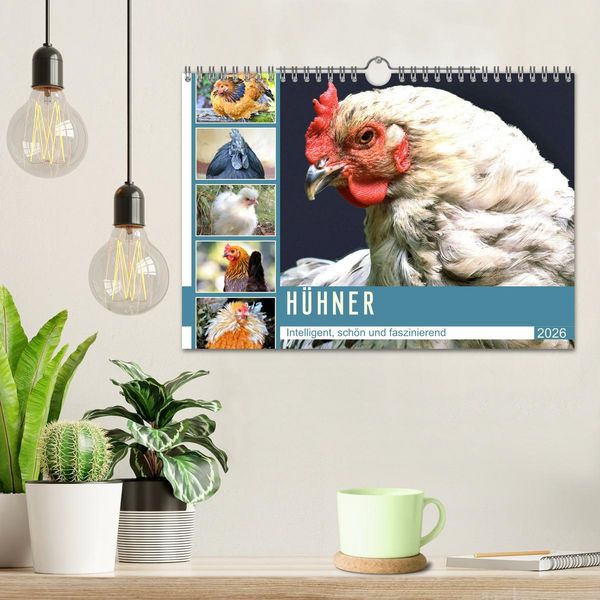 Produktbild: H&uuml;hner. Intelligent, sch&ouml;n und faszinierend (Wandkalender 2026 DIN A4 quer), CALVENDO Monatskalender