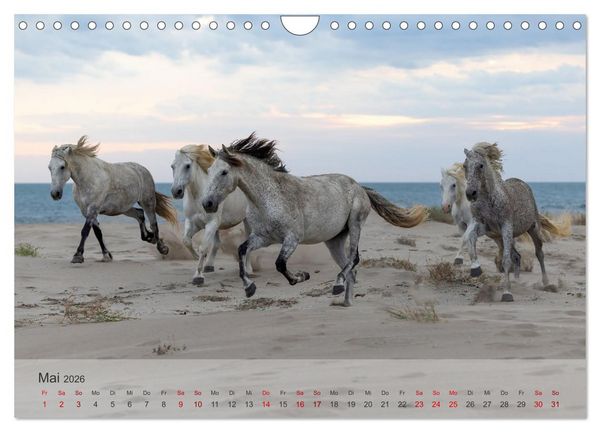 Produktbild: Die wei&szlig;en Pferde der Camargue (Wandkalender 2026 DIN A4 quer), CALVENDO Monatskalender