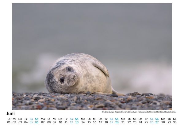 Produktbild: Robben am Strand von Helgoland