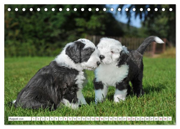 Produktbild: In der Kinderstube bei Familie Bobtail (Tischkalender 2026 DIN A5 quer), CALVENDO Monatskalender