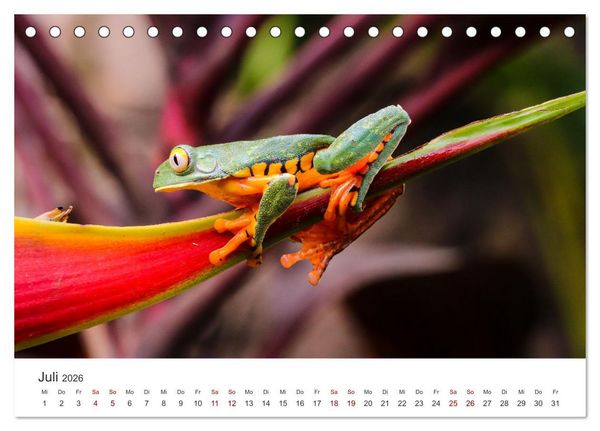 Produktbild: Fr&ouml;sche - Die wundersch&ouml;ne Welt der bunten H&uuml;pfer. (Tischkalender 2026 DIN A5 quer), CALVENDO Monatskalender