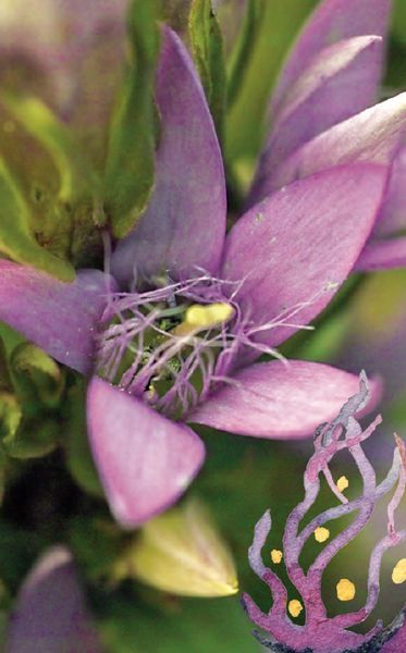 Produktbild: Die Bachbl&uuml;ten Karten