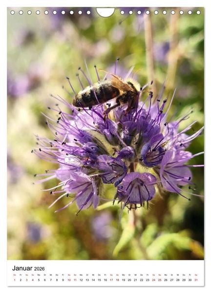 Produktbild: Imkers flei&szlig;igste Bienen - So arbeiten meine Immen &ndash; Originalaufnahmen aus erster Hand (Wandkalender 2026 DIN A4 hoch), CALVENDO Monatskalender
