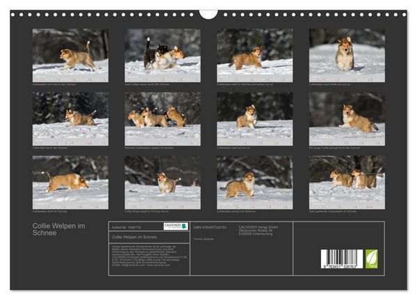 Produktbild: Collie Welpen im Schnee (Wandkalender 2026 DIN A3 quer), CALVENDO Monatskalender