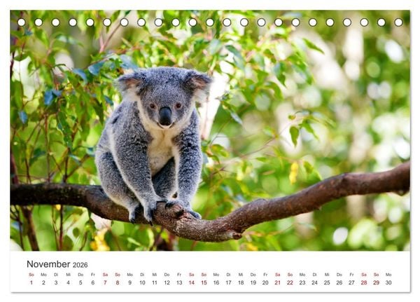 Produktbild: Knuffige Koalab&auml;ren (Tischkalender 2026 DIN A5 quer), CALVENDO Monatskalender