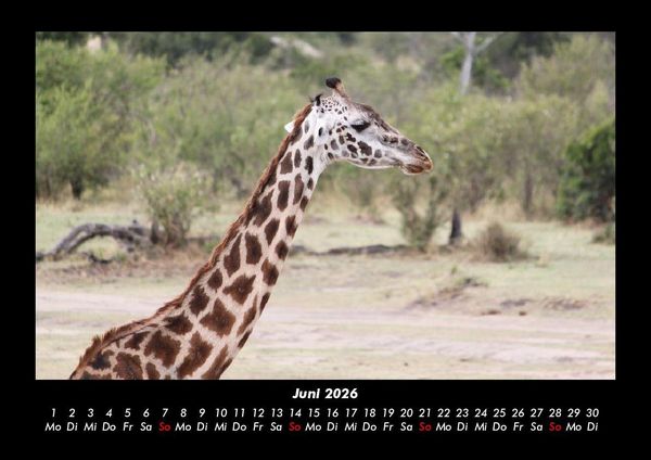 Produktbild: Giraffen 2026 Fotokalender DIN A3