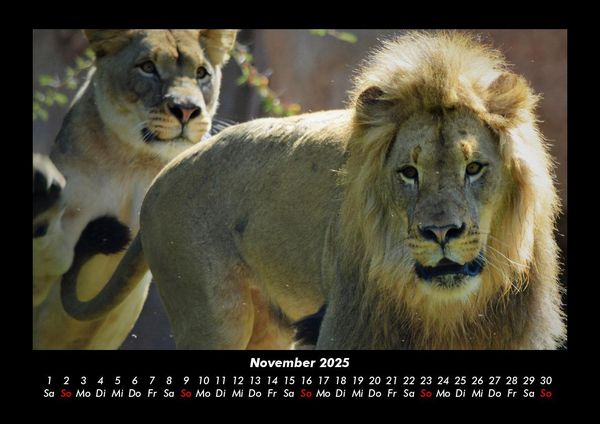 Produktbild: Tiere in der Wildnis 2025 Fotokalender DIN A3