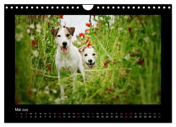 Produktbild: Die Parsons (Wandkalender 2026 DIN A4 quer), CALVENDO Monatskalender