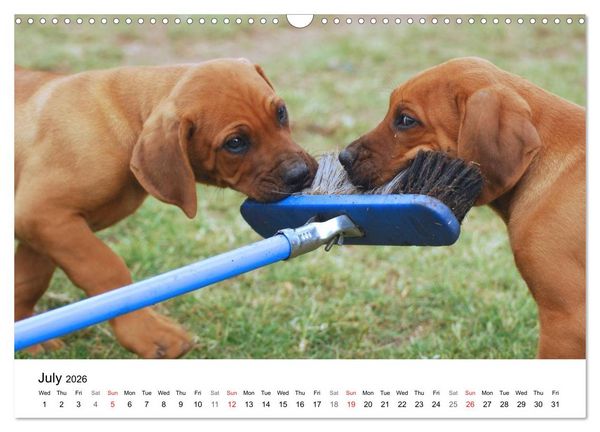 Produktbild: Rhodesian Ridgeback Puppies (Wall Calendar 2026 DIN A3 landscape), CALVENDO 12 Month Wall Calendar