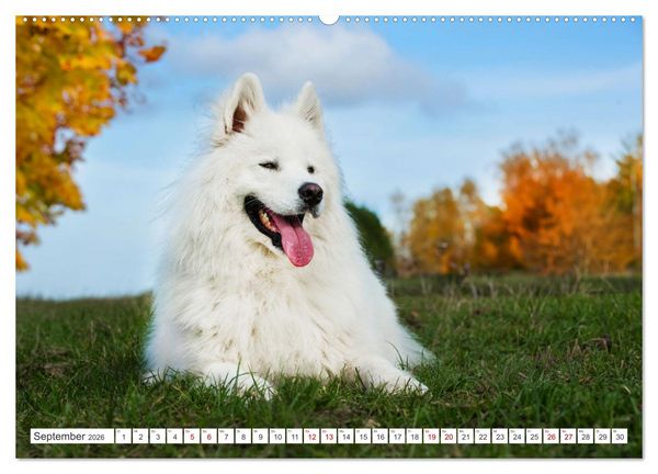 Produktbild: Der Samojede - Sch&ouml;nheit des Nordens (hochwertiger Premium Wandkalender 2026 DIN A2 quer), Kunstdruck in Hochglanz