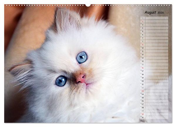 Produktbild: Katzen im Portr&auml;t / Geburtstagskalender (Wandkalender 2026 DIN A2 quer), CALVENDO Monatskalender