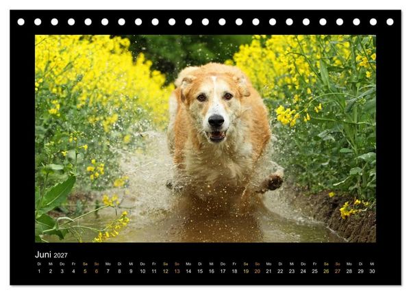 Produktbild: MIXlinge (Tischkalender 2027 DIN A5 quer), CALVENDO Monatskalender