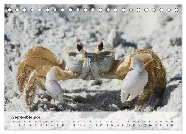Produktbild: Krabben. Lustige Aliens (Tischkalender 2026 DIN A5 quer), CALVENDO Monatskalender