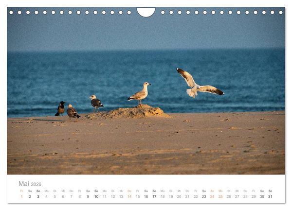 Produktbild: Traumziel D&auml;nemark (Wandkalender 2026 DIN A4 quer), CALVENDO Monatskalender