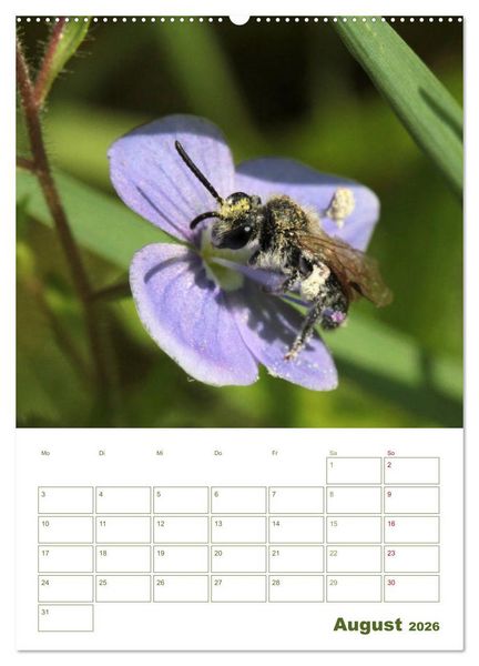 Produktbild: Wildbienen-Terminplaner 2026 (Wandkalender 2026 DIN A2 hoch), CALVENDO Monatskalender