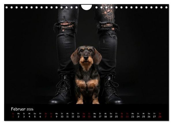 Produktbild: Coole Typen - Rauhaardackel (Wandkalender 2026 DIN A4 quer), CALVENDO Monatskalender