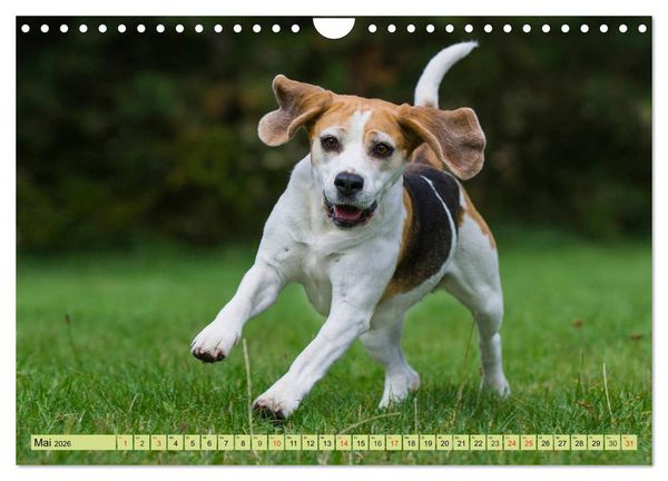Produktbild: Beagle - Herz auf 4 Pfoten (Wandkalender 2026 DIN A4 quer), CALVENDO Monatskalender