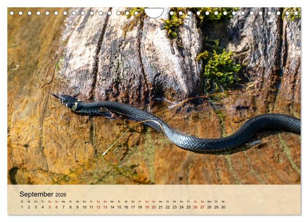 Produktbild: Wildes Stadtleben in M&uuml;nchen (Wandkalender 2026 DIN A4 quer), CALVENDO Monatskalender