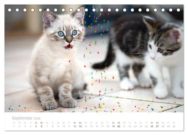 Produktbild: Katzenbabys beobachtet (Tischkalender 2026 DIN A5 quer), CALVENDO Monatskalender