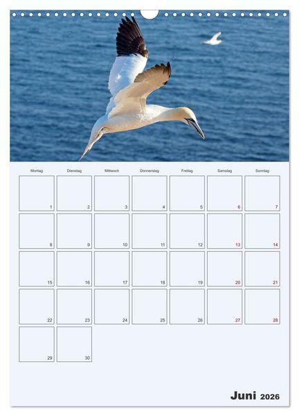 Produktbild: Wildes Leben auf Helgoland (Wandkalender 2026 DIN A3 hoch), CALVENDO Monatskalender