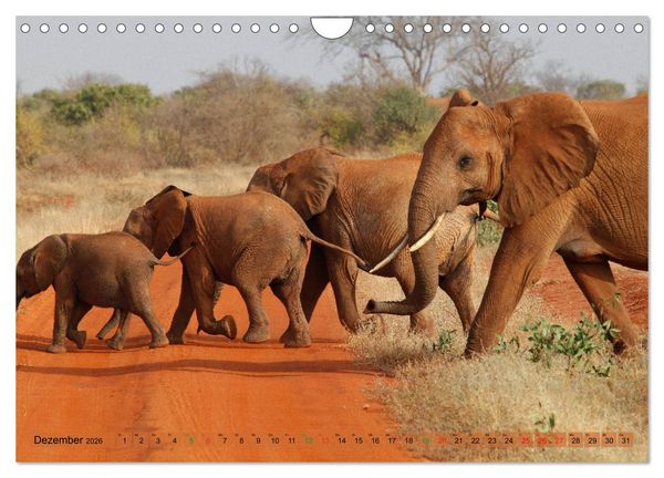 Produktbild: Elefanten in Afrika (Wandkalender 2026 DIN A4 quer), CALVENDO Monatskalender