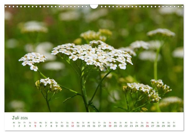 Produktbild: Arzneipflanzen (Wandkalender 2026 DIN A3 quer), CALVENDO Monatskalender